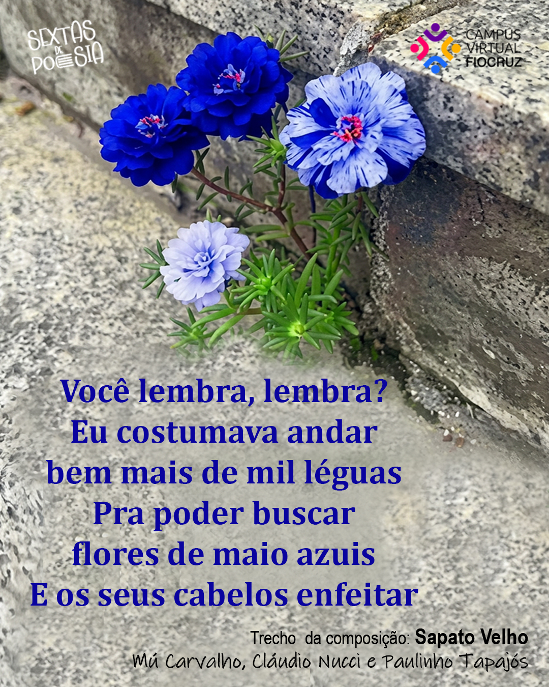 Sextas apresenta a beleza e força das flores de maio