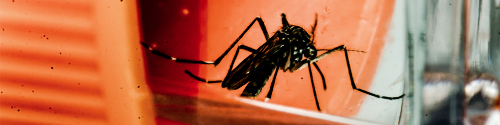 QUALIFICAÇÃO PROFISSIONAL CONTROLE DO Aedes aegypti: TEORIA, HISTÓRIA, OBSTÁCULOS, NOVAS TECNOLOGIAS E PERSPECTIVAS