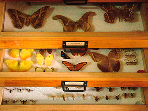 Coleção Entomológica do IOC completa 115 anos de ciência, história e ensino