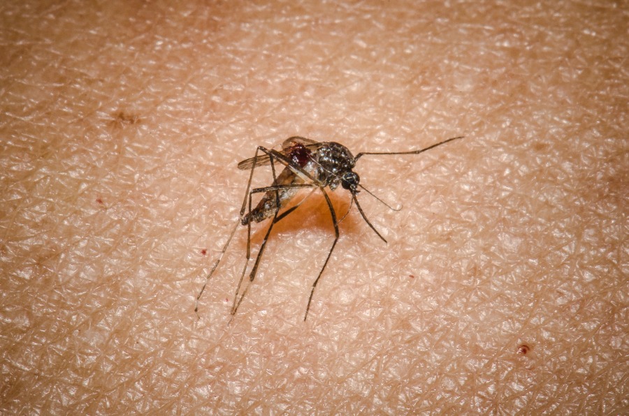 Fiocruz lança curso sobre Chikungunya em inglês e espanhol