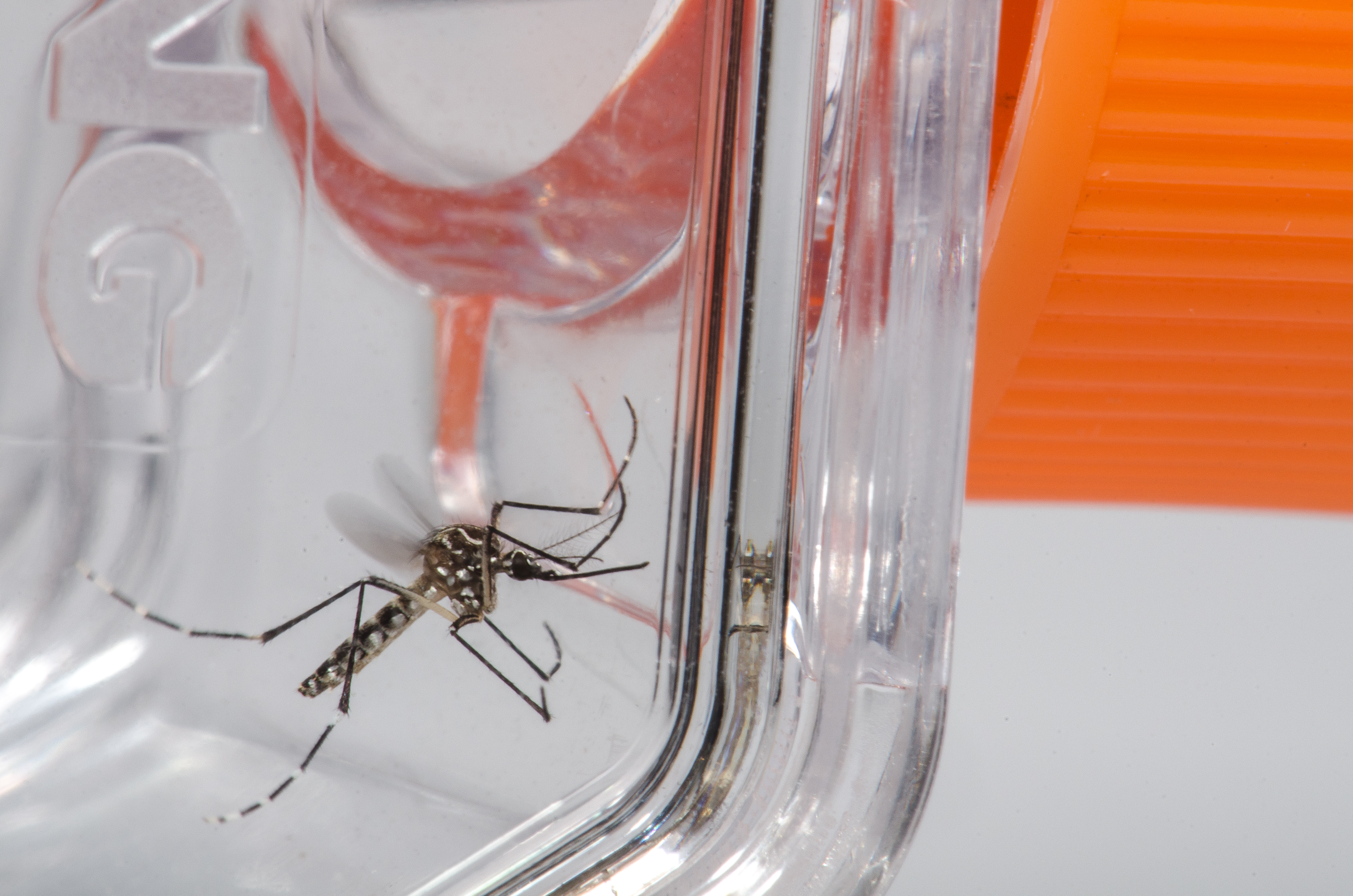 Cartilha infantil ensina como combater o ‘Aedes aegypti’