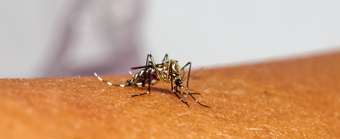 Estudo do comportamento locomotor do mosquito vetor aedes aegypti infectado por diferentes arboviroses 