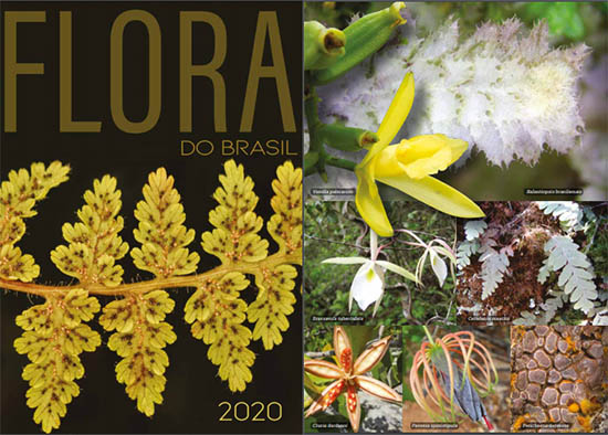 Flora do Brasil: plataforma online e aberta atualiza dimensão da riqueza florística do país