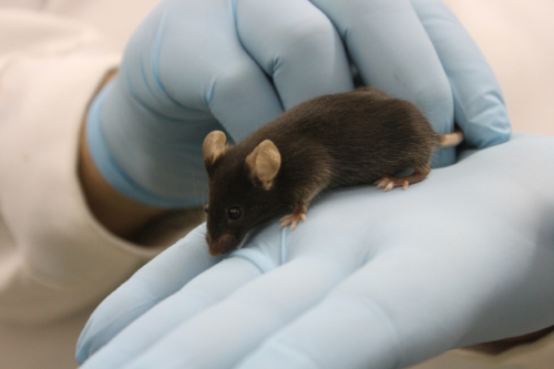 Ciência em Animais de Laboratório: curso avançado com inscrições abertas até maio