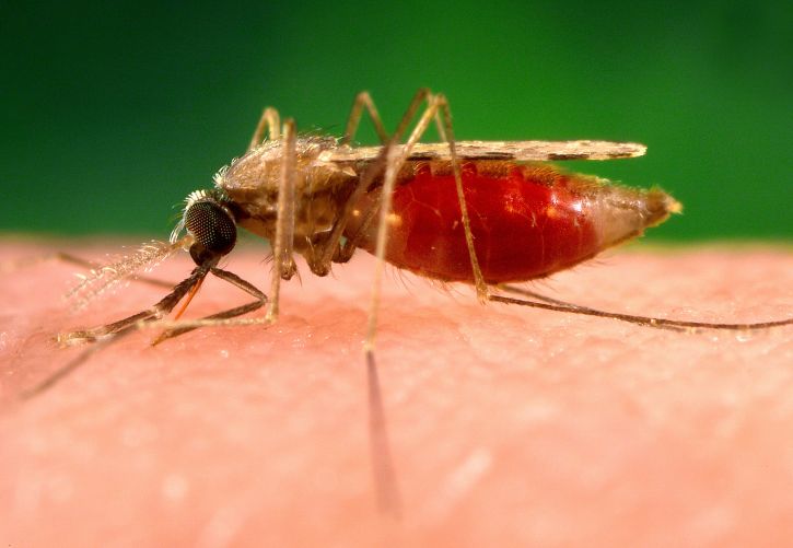 UNA-SUS oferece curso à distância sobre malária